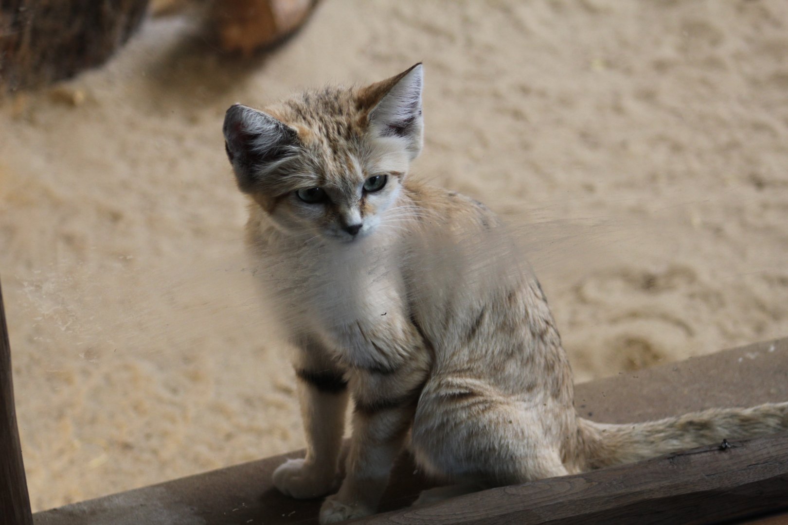 Arabian Sand Cat