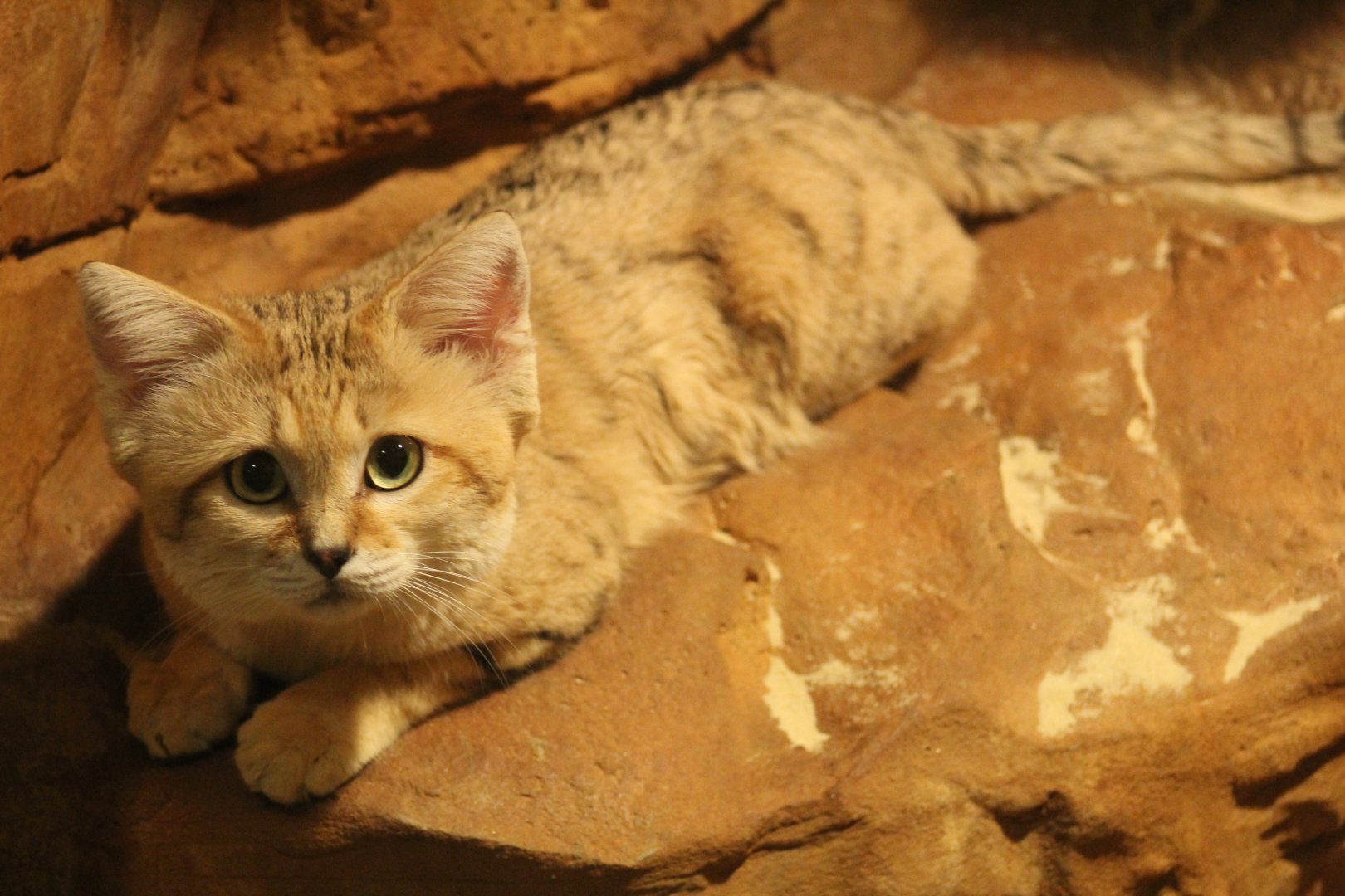 Arabian Sand Cat