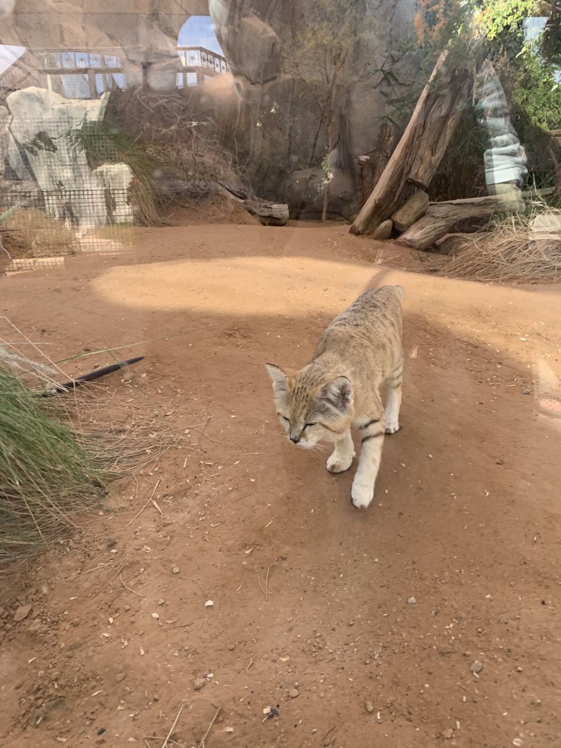 Arabian sand cat