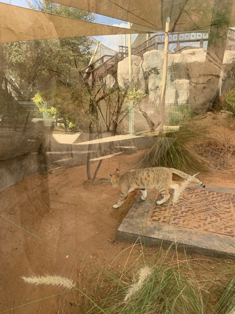 Arabian sand cat
