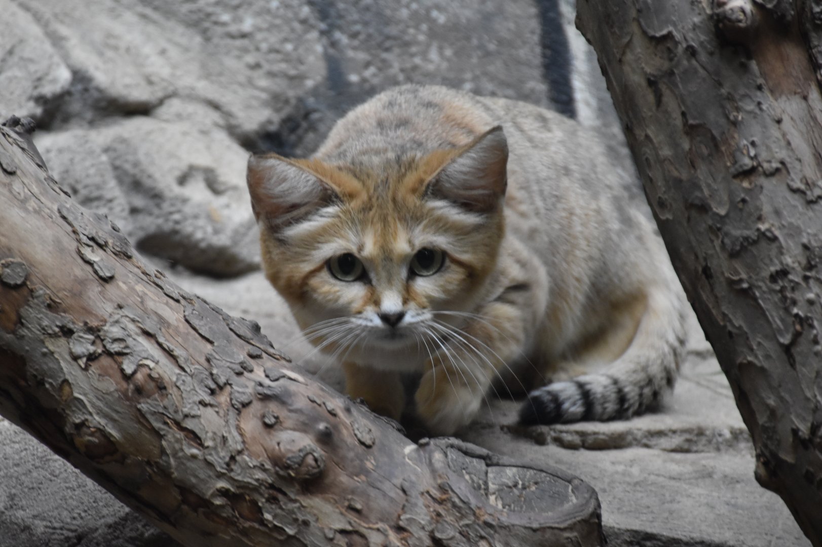 Arabian sand cat