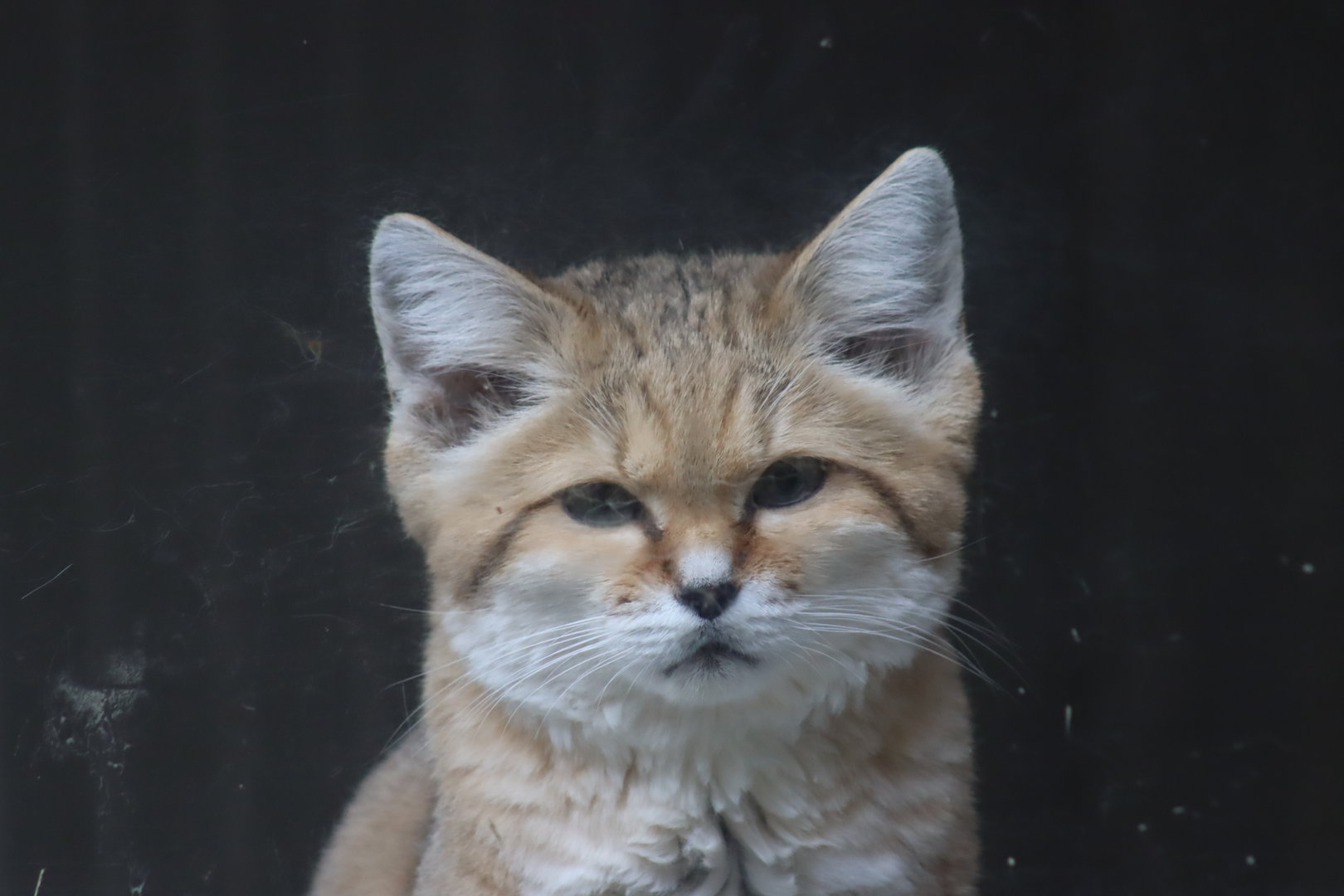 Arabian Sand Cat