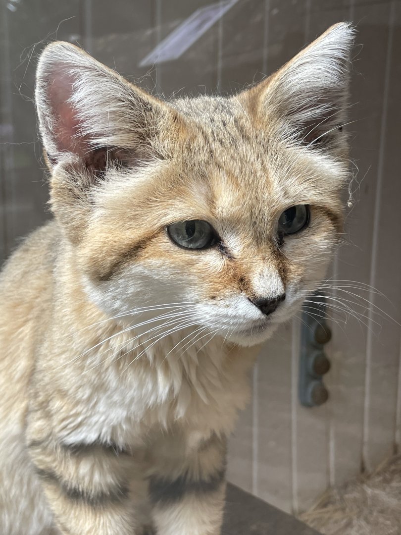 Arabian Sand Cat