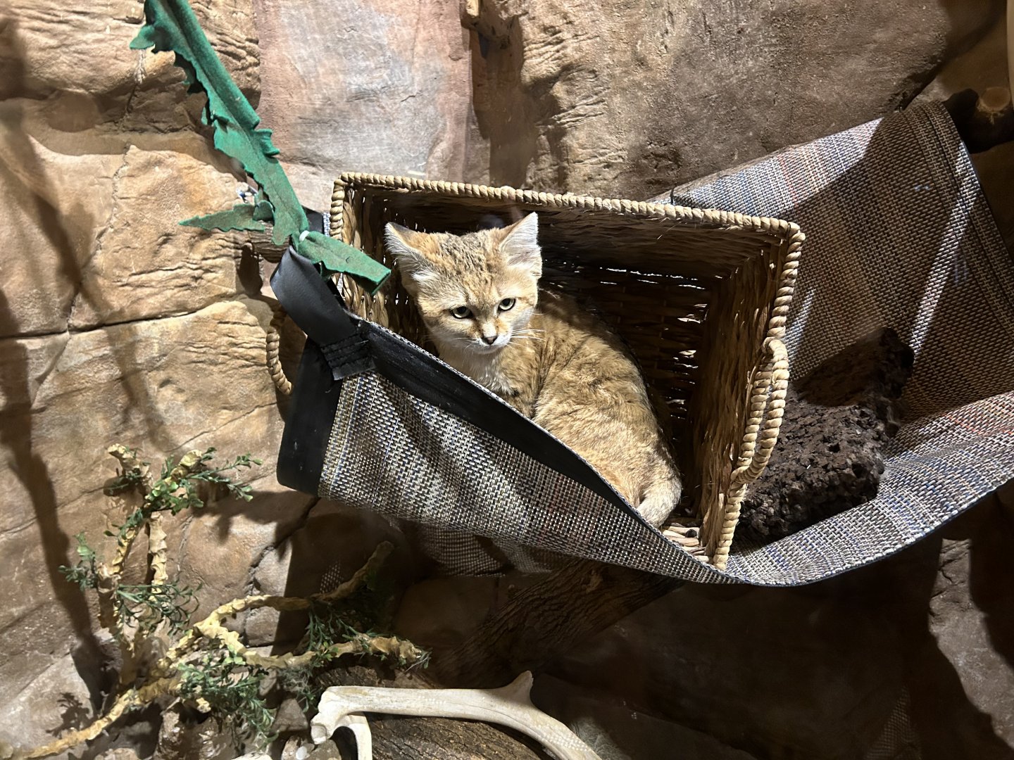 Arabian Sand Cat