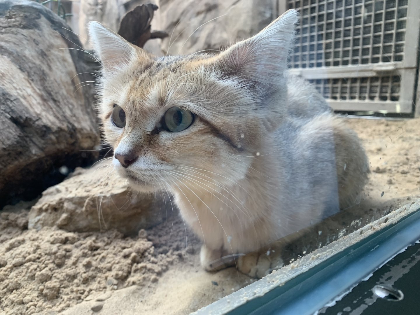 Arabian sand cat