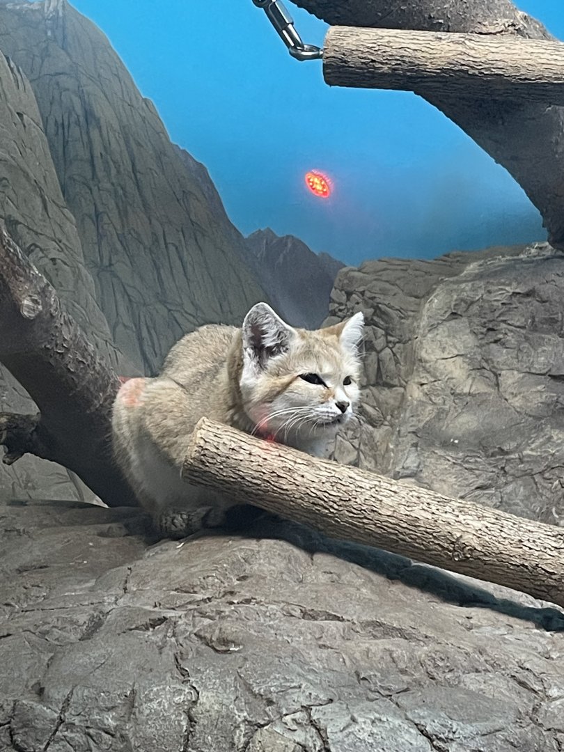 Arabian Sand Cat