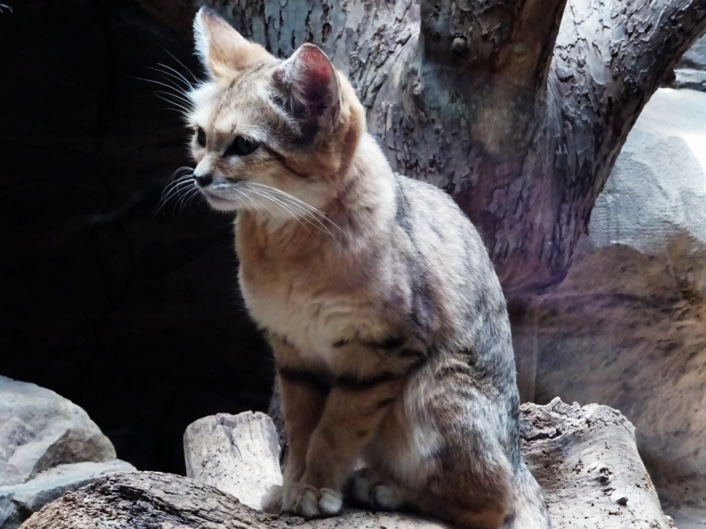 Arabian Sand Cat