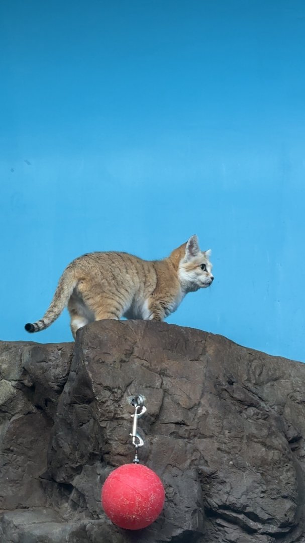 Arabian Sand Cat