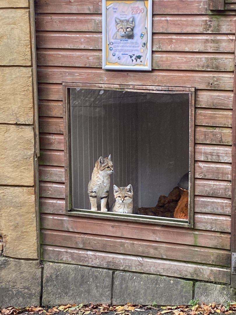 Arabian sand cats 141023