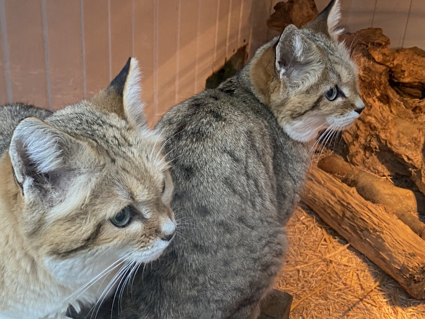 Arabian sand cats 160122