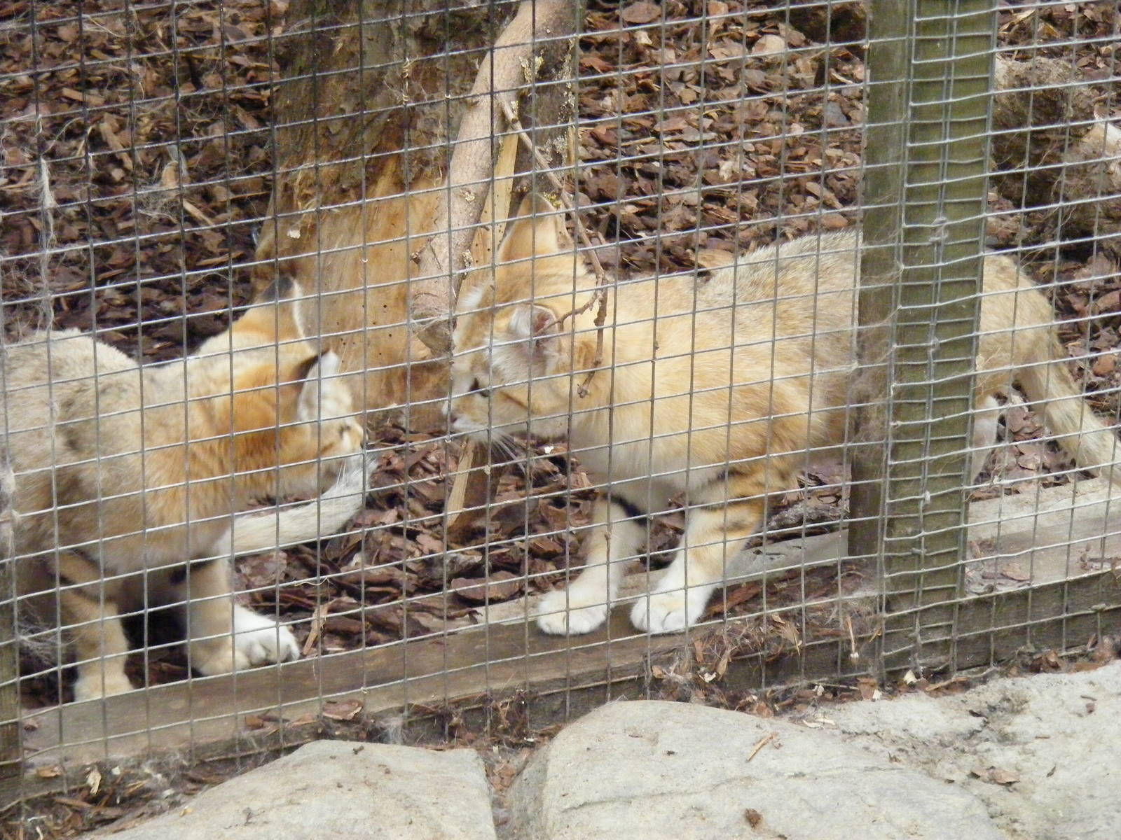 Arabian sand cats at RSCC, 15 August 2010