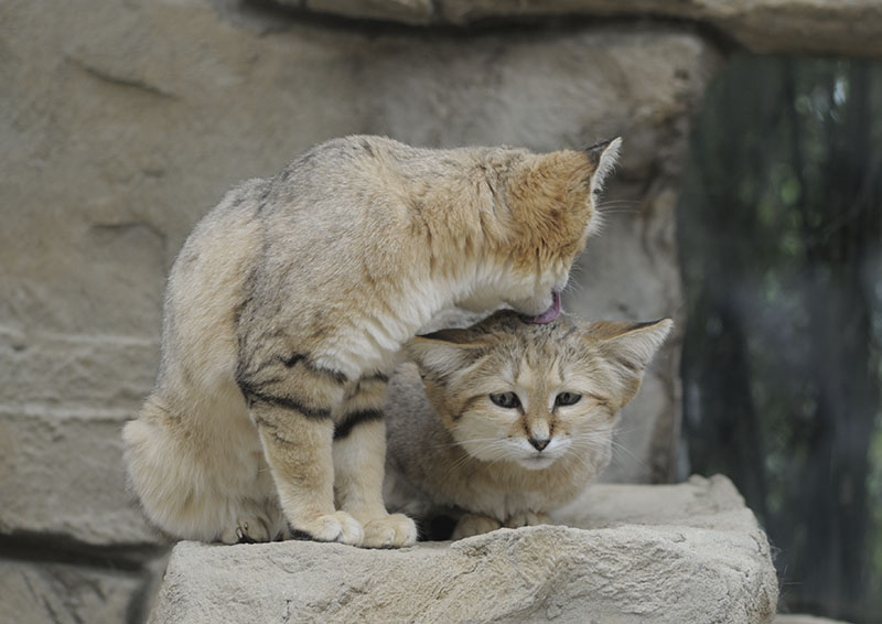 Arabian sand cats