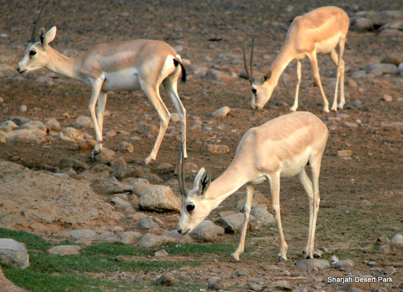 Arabian sand gazelle (Gazella marica) Sept 2018