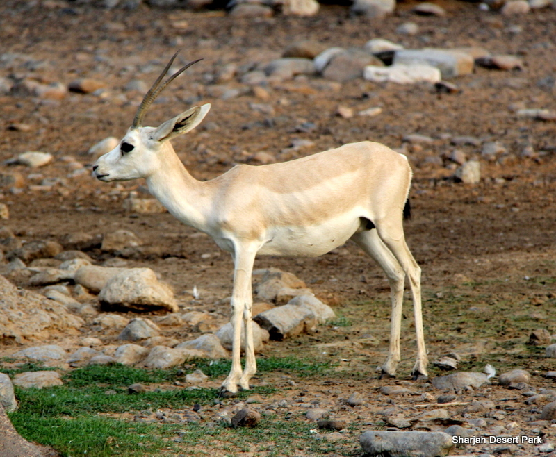 Arabian sand gazelle (Gazella marica) Sept 2018