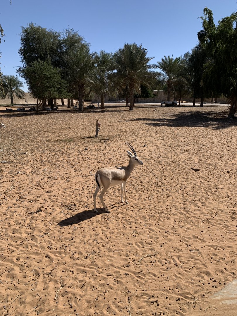 Arabian sand gazelle