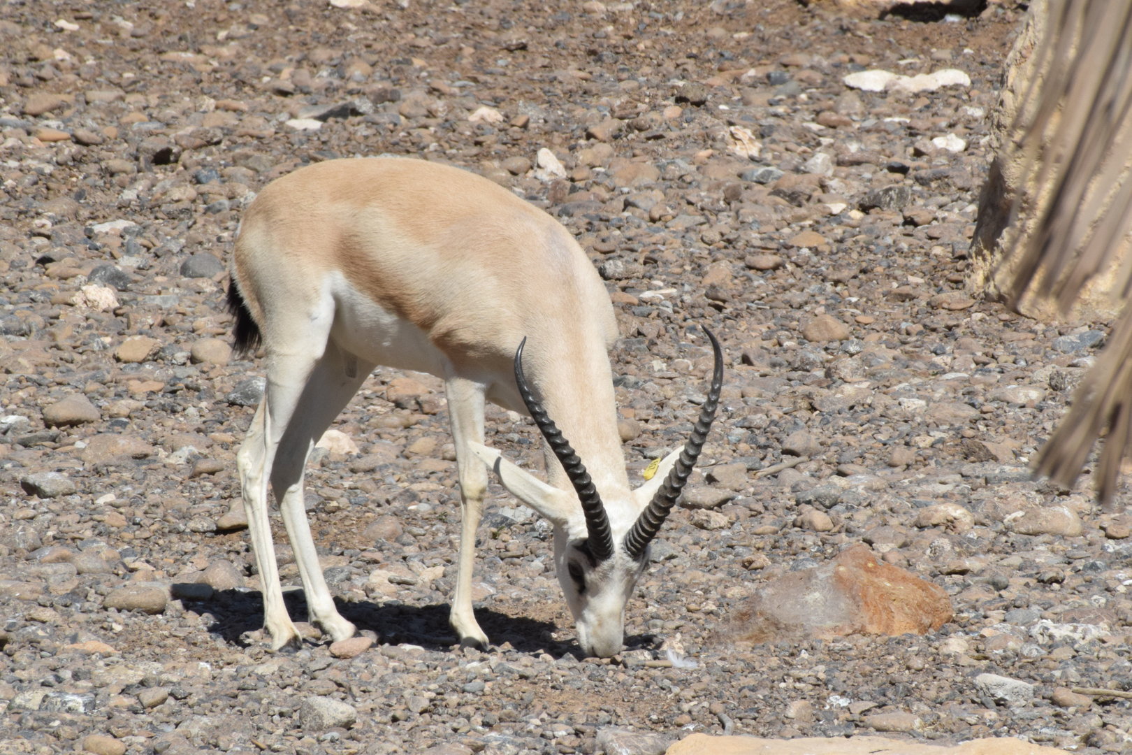 Arabian Sand Gazelle