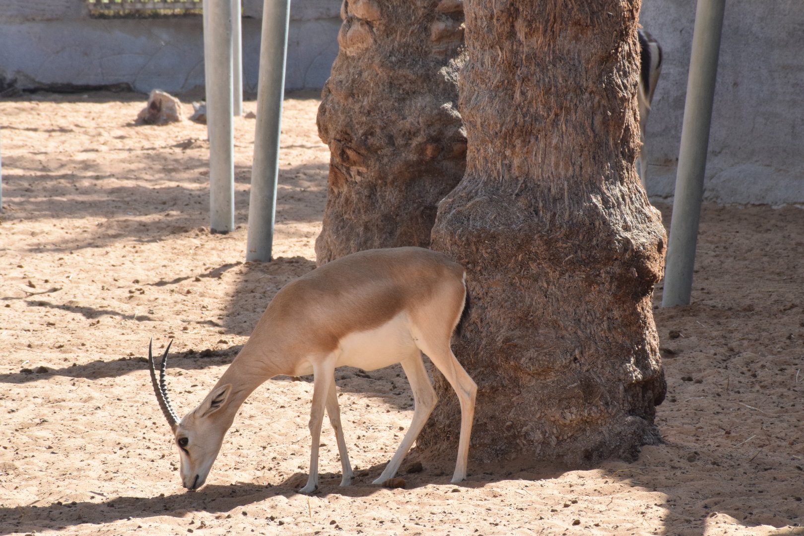 Arabian sand gazelle