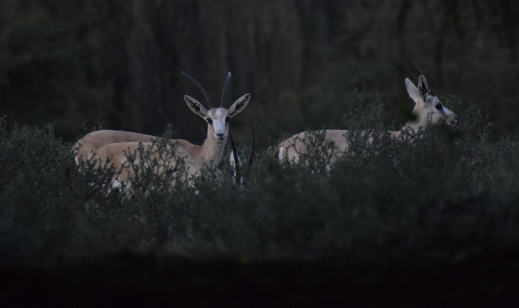 Arabian Sand Gazelles