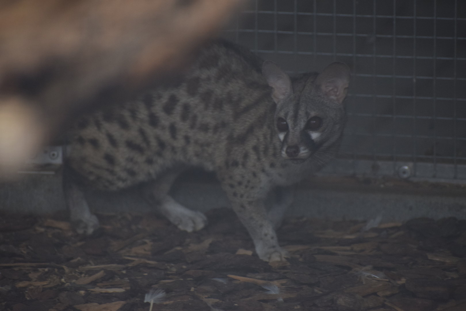 Arabian small spotted genet - October 2023 (offshow area)