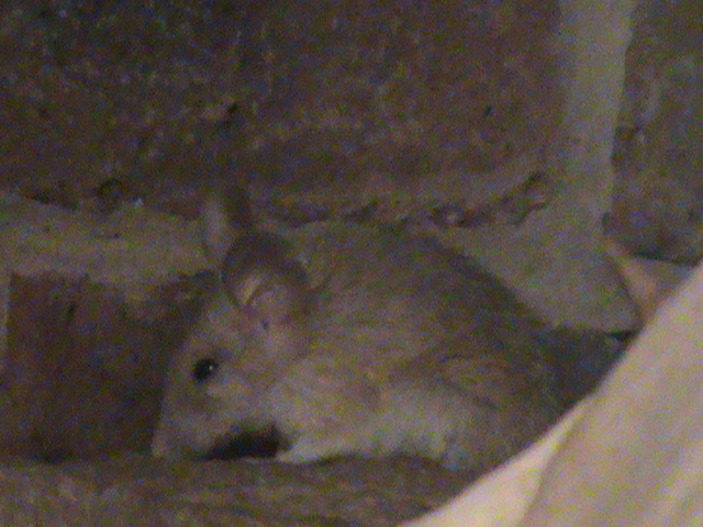 arabian spiny mouse 08/10