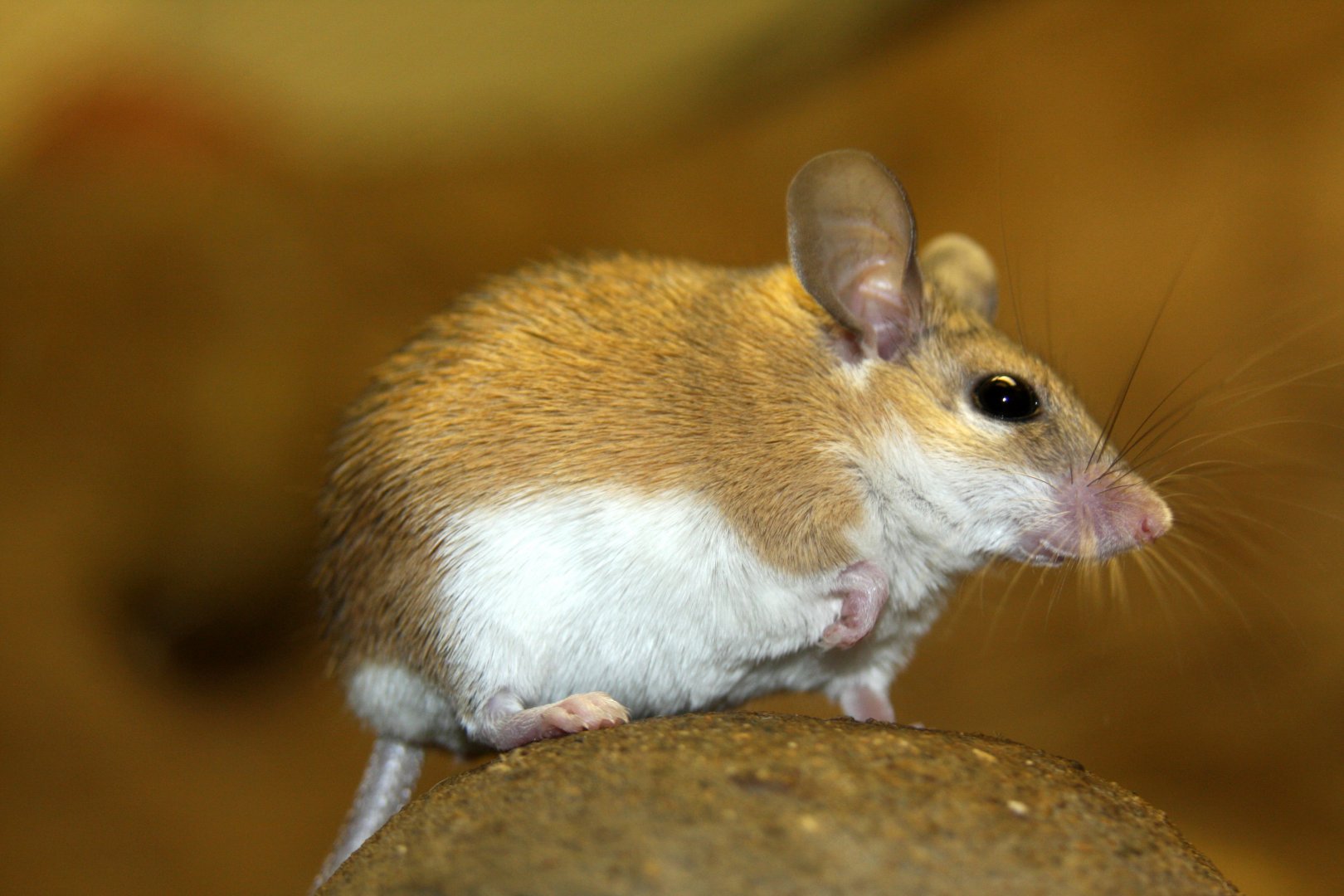 Arabian spiny mouse (Acomys dimidiatus) 2010