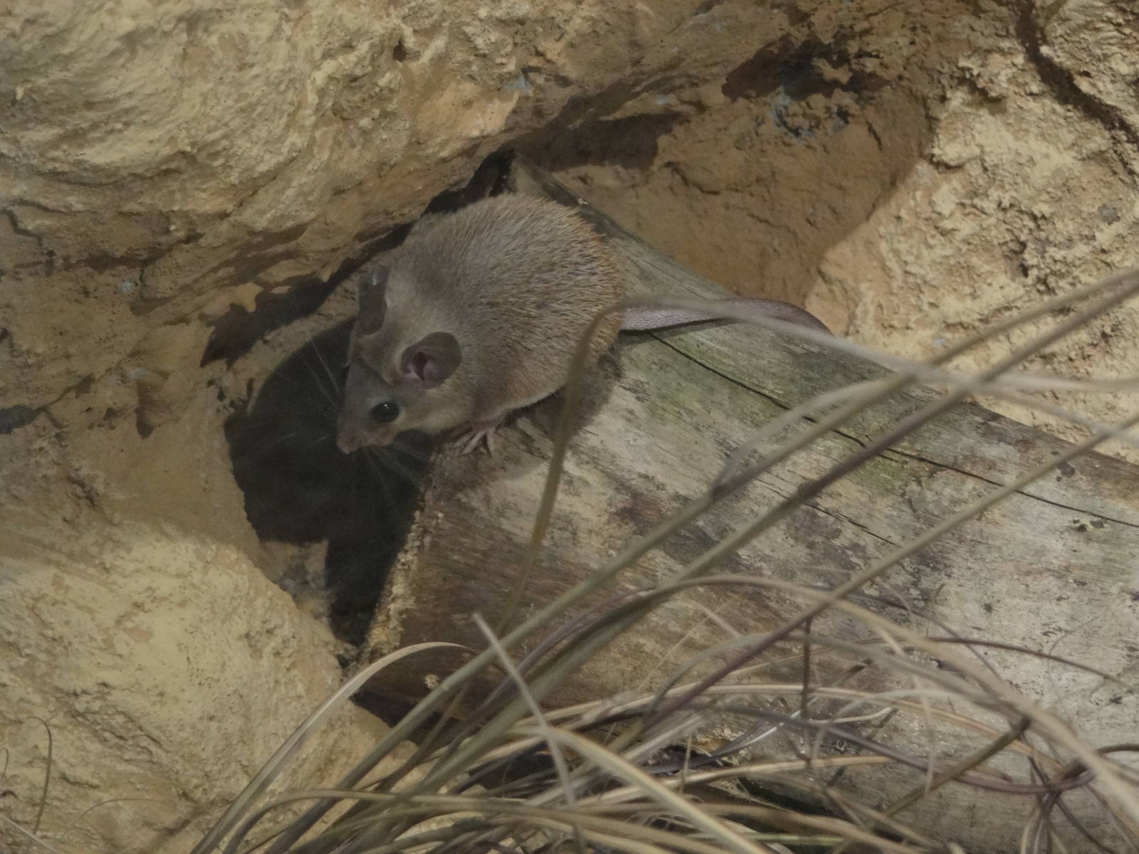 Arabian spiny mouse (Acomys dimidiatus)