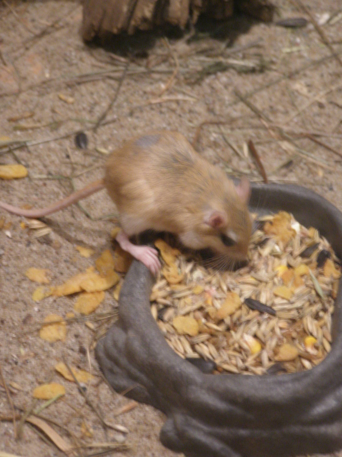 Arabian spiny mouse (Acomys dimidiatus)
