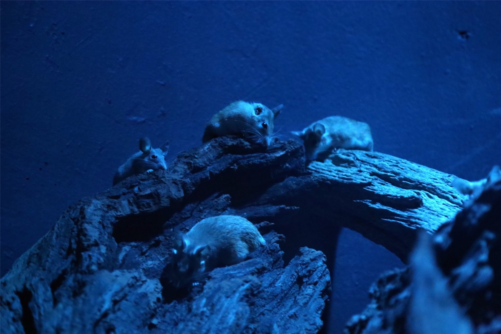 Arabian Spiny Mouse (Acomys dimidiatus)