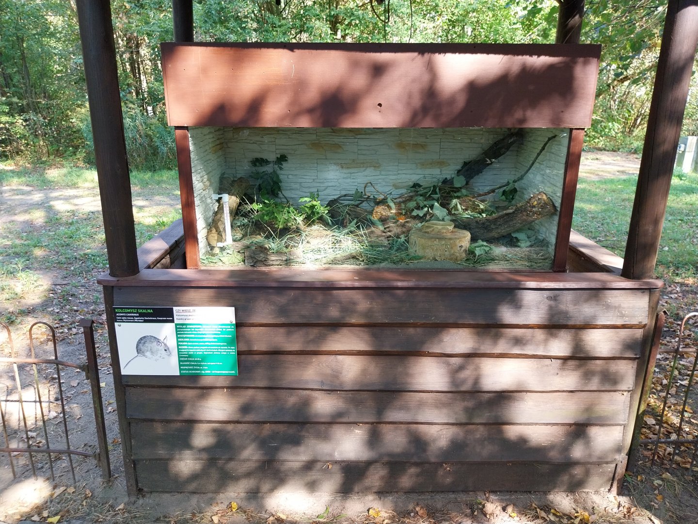 Arabian Spiny Mouse (Acomys dimidiatus)