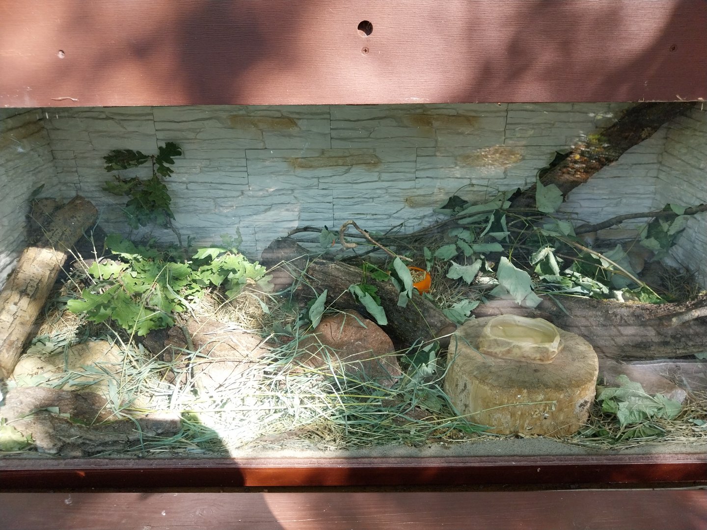 Arabian Spiny Mouse (Acomys dimidiatus)