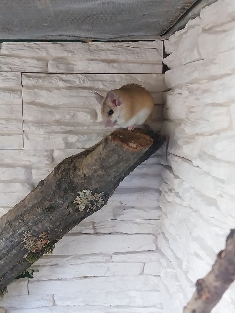 Arabian Spiny Mouse (Acomys dimidiatus)