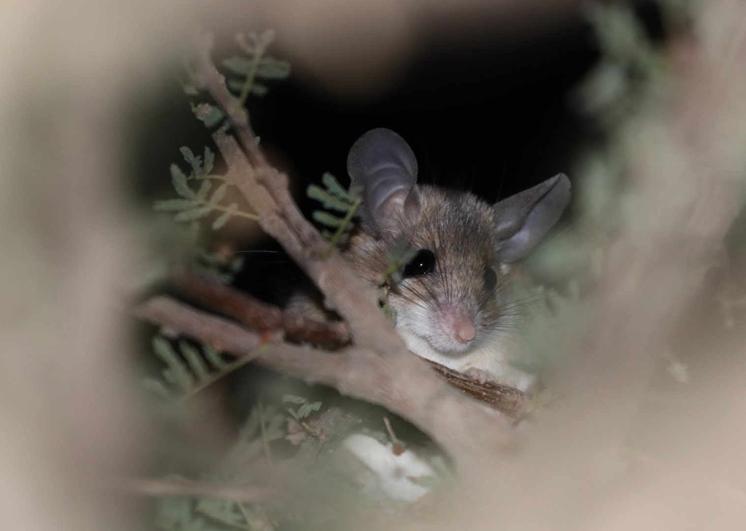 Arabian Spiny Mouse (Acomys dimidiatus)
