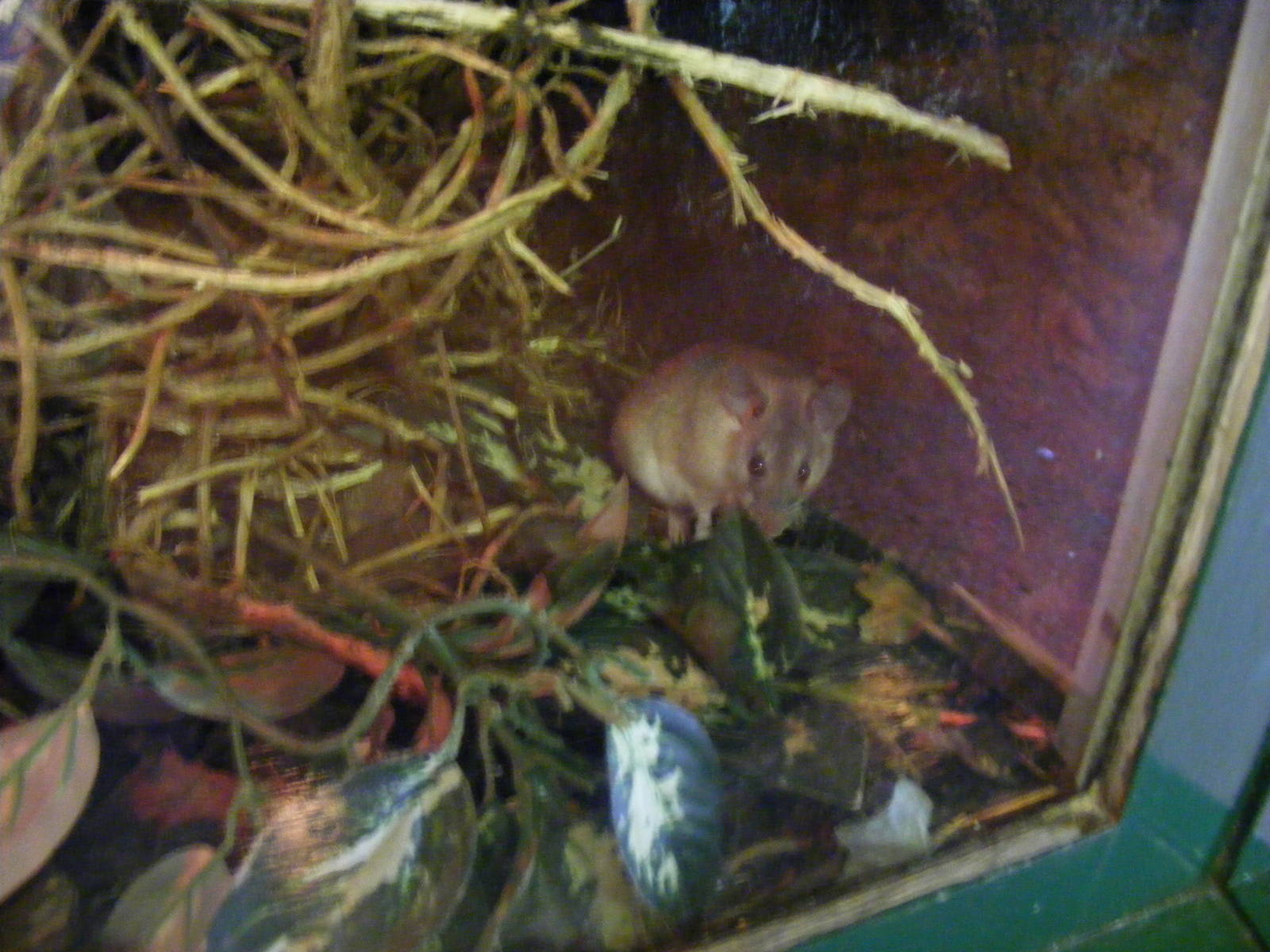 Arabian spiny mouse at Birmingham Nature Centre, 30 August 2010