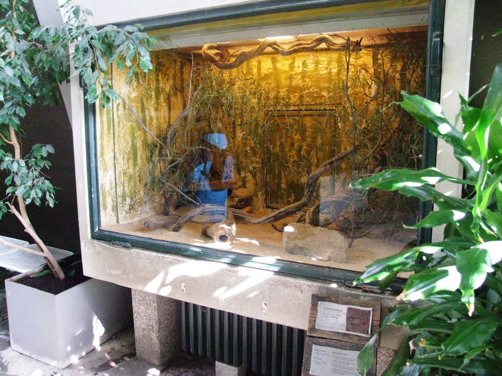 Arabian Spiny Mouse Enclosure at Hannover, 23/03/13