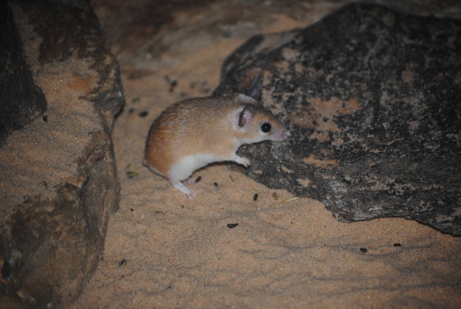 Arabian Spiny Mouse