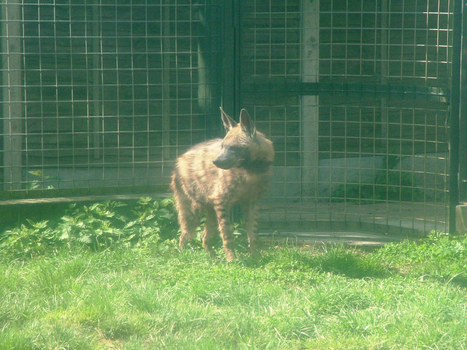 Arabian Striped Hyaena at Twycross 03/05/10