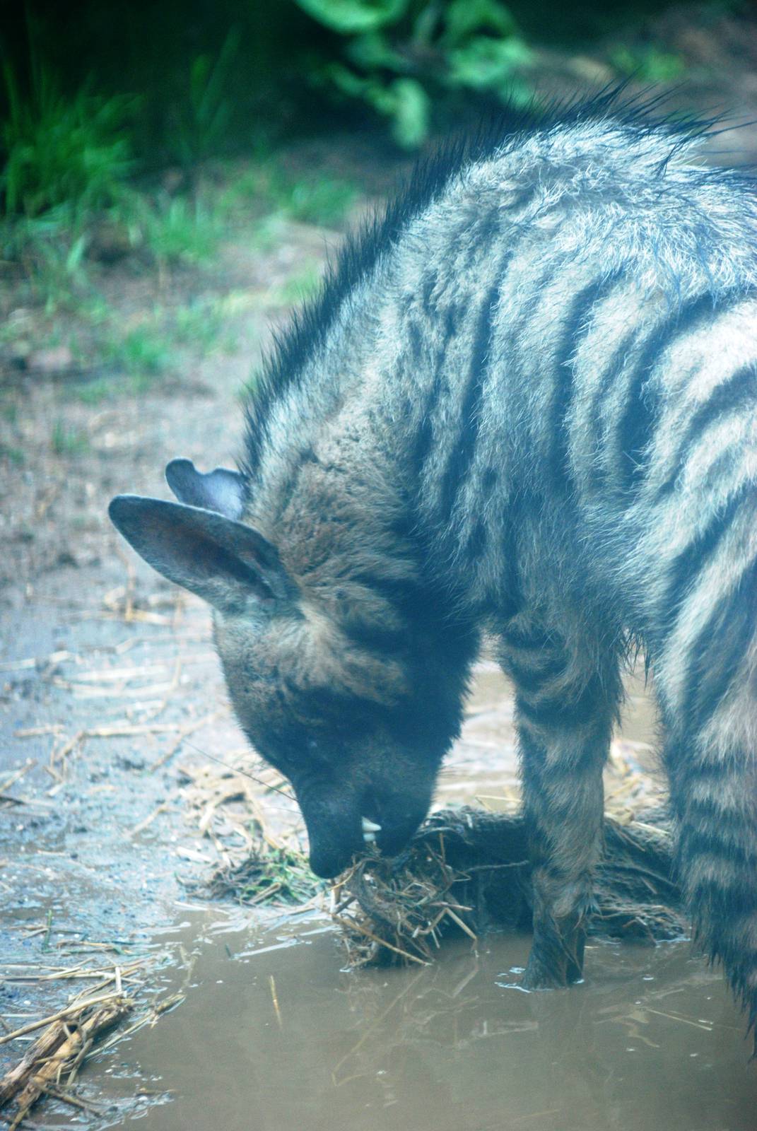 Arabian Striped Hyaena at Twycross 27/02/11