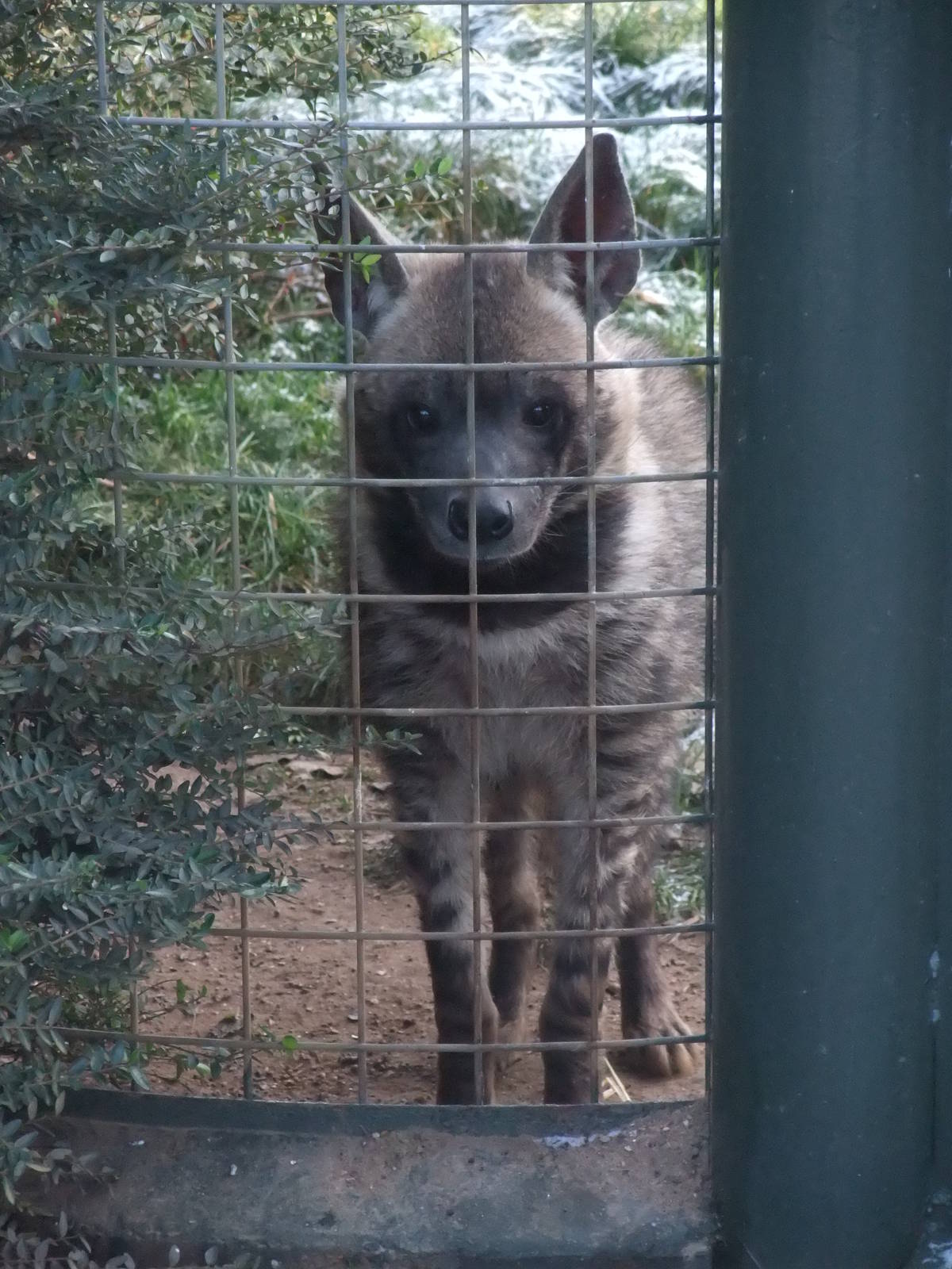 Arabian Striped Hyaena at Twycross, 28/11/10