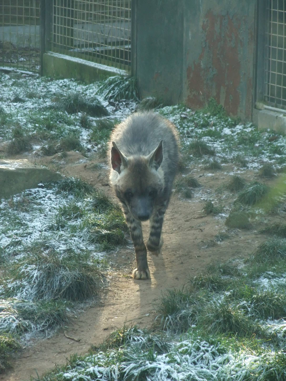 Arabian Striped Hyaena at Twycross, 28/11/10