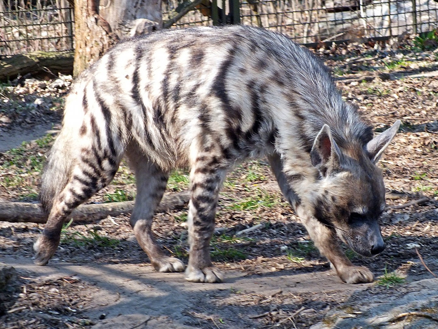 Arabian striped hyaena