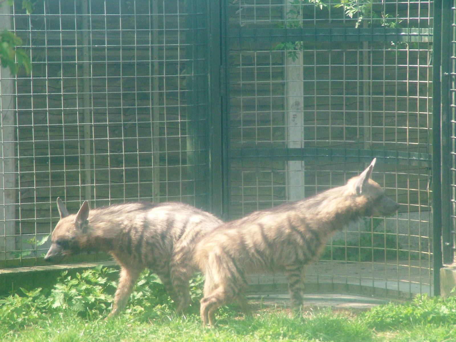 Arabian Striped Hyaenas at Twycross 03/05/10