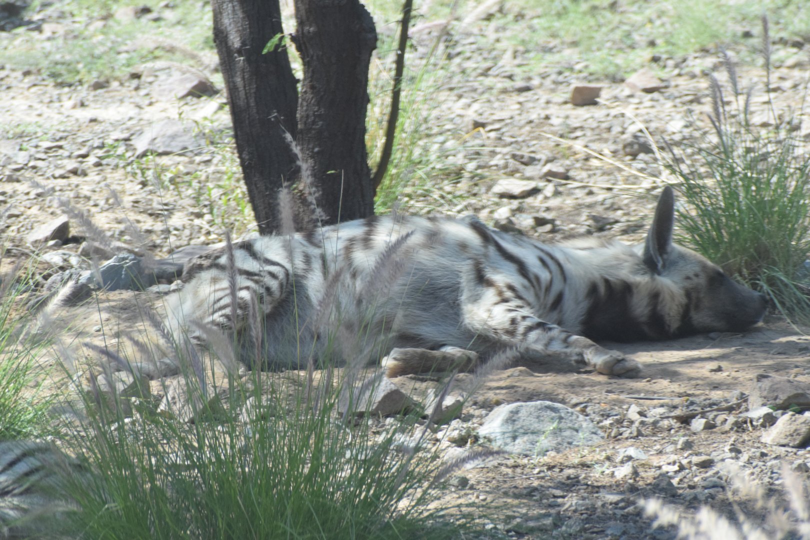 Arabian striped hyena - Al Hefaiyah Conservation Centre
