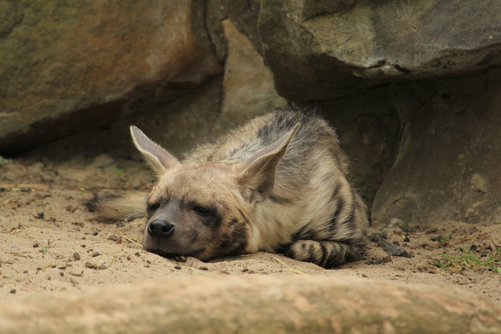 Arabian Striped Hyena (April 2018)