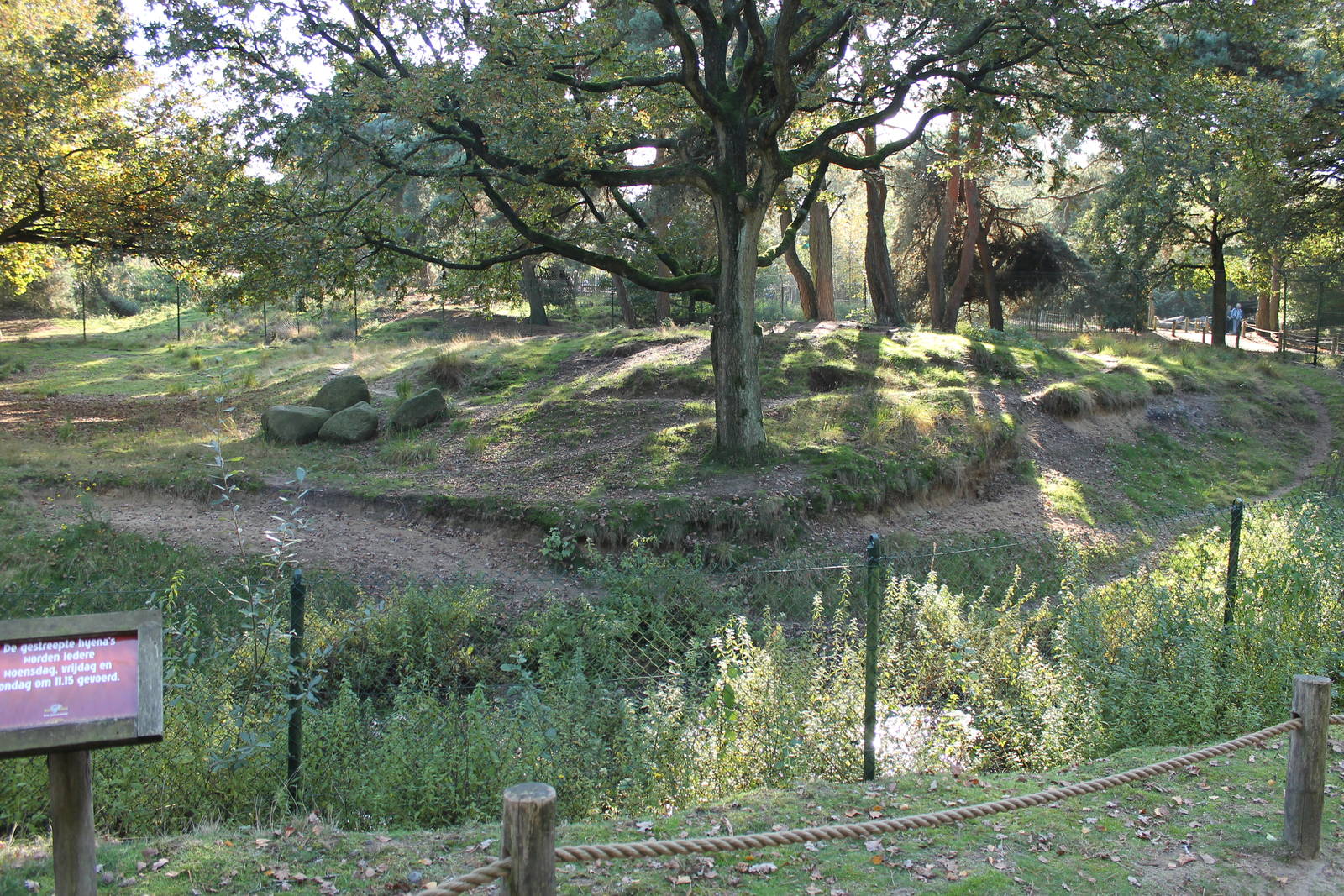 Arabian striped hyena enclosure
