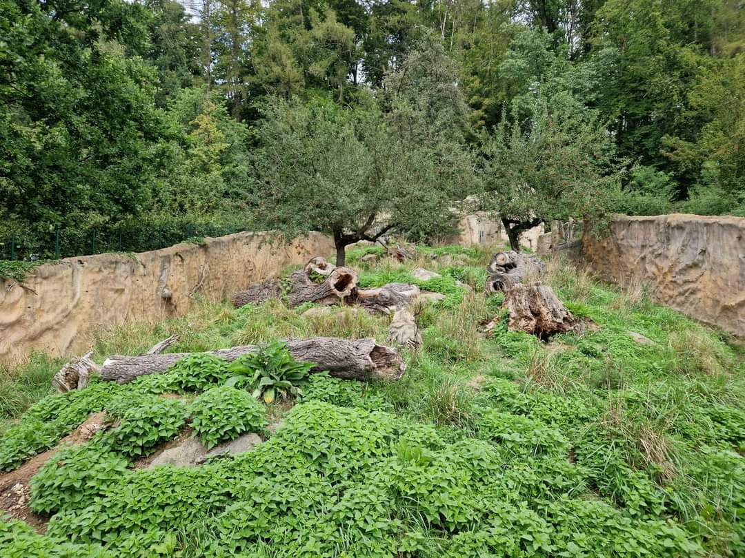 Arabian Striped Hyena exhibit