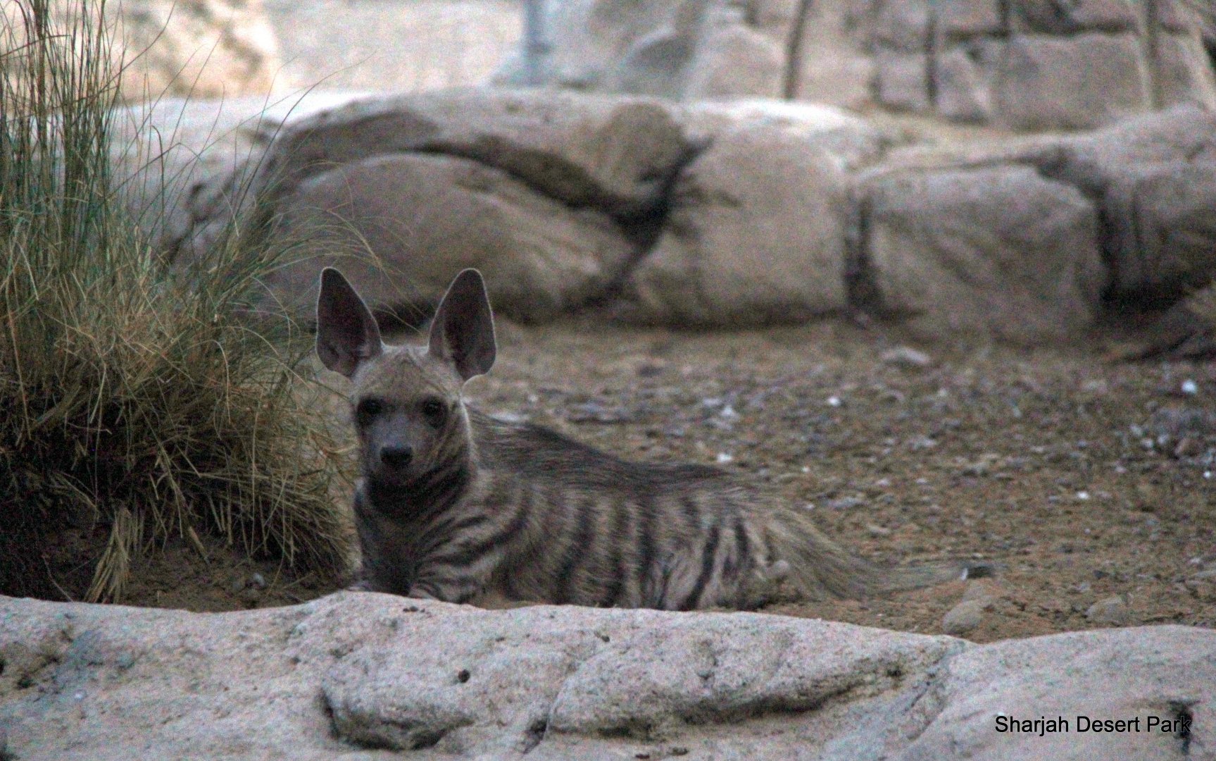 Arabian striped hyena (Hyaena hyaena sultana) Sept 2018