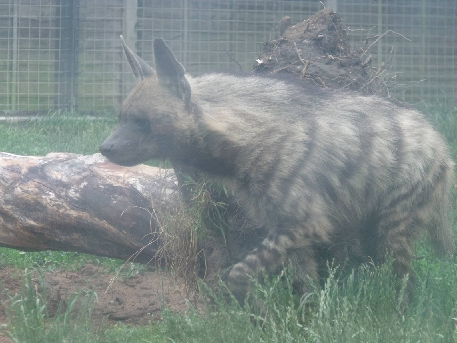 Arabian Striped Hyena (Hyaena hyaena sultana)