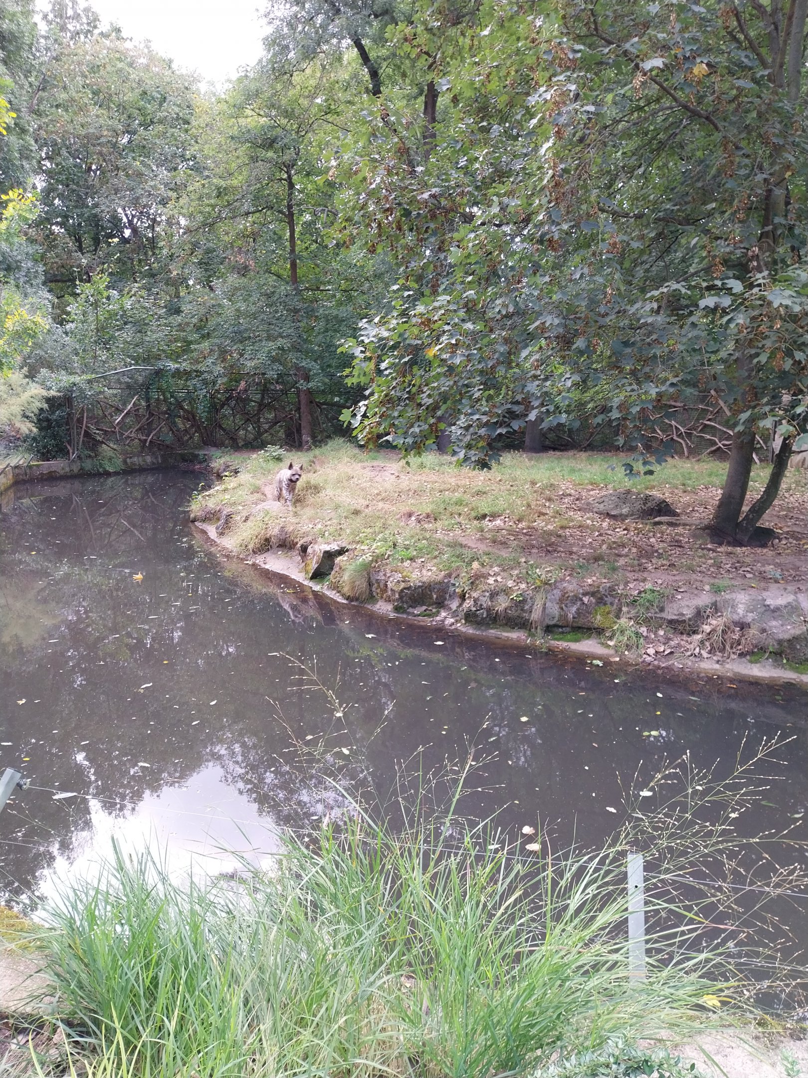 Arabian Striped Hyena (Hyaena hyaena sultana)