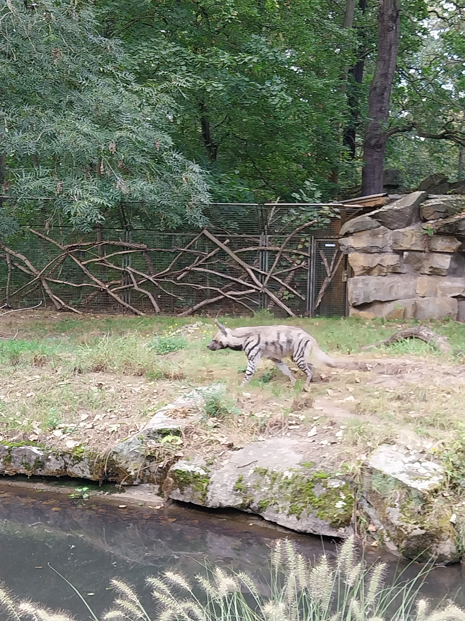 Arabian Striped Hyena (Hyaena hyaena sultana)