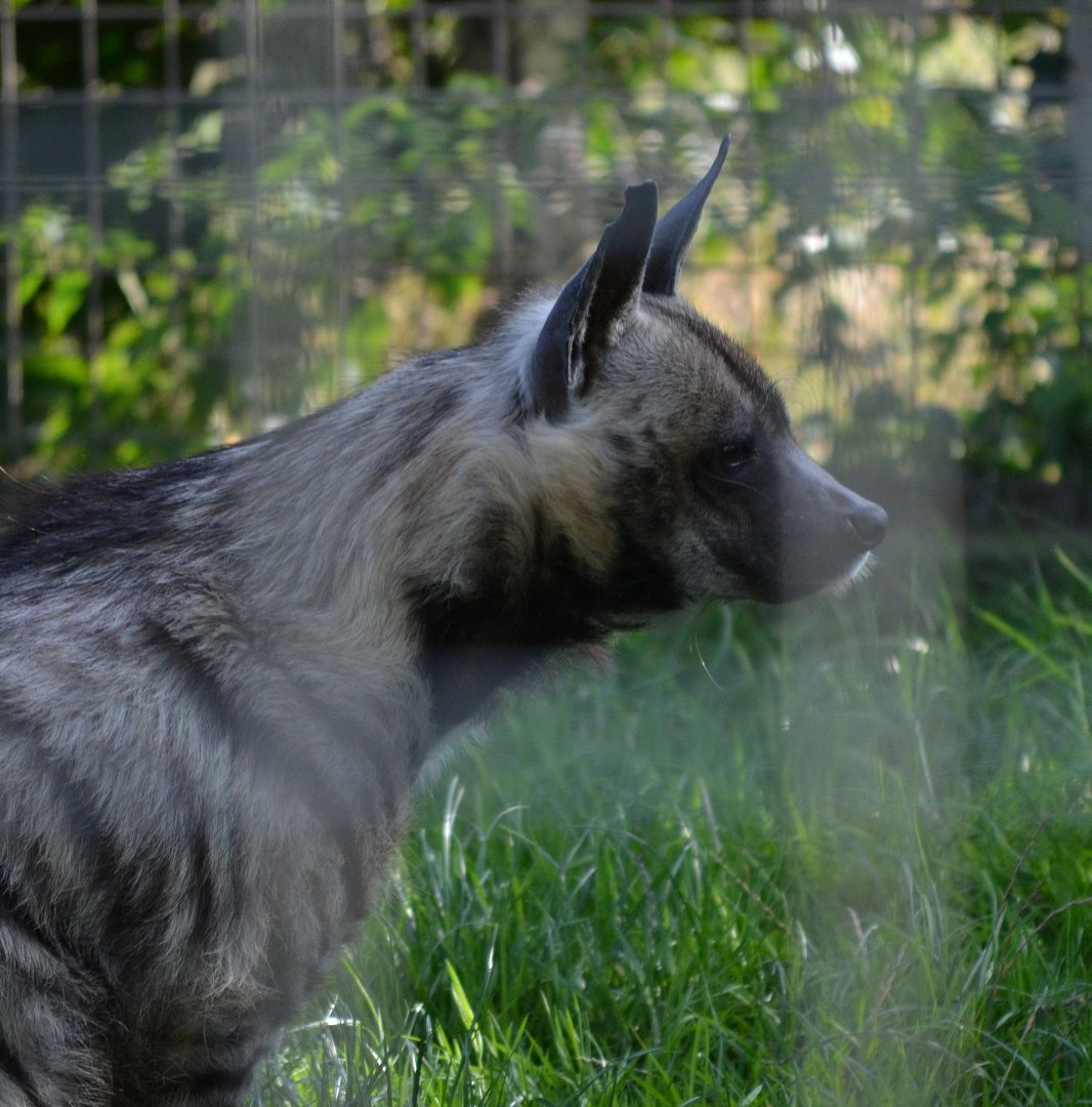 Arabian Striped Hyena - September 2015
